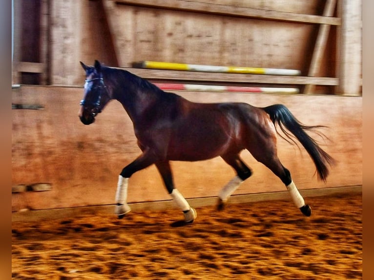 Caballo de deporte alemán Yegua 10 años 169 cm Castaño in Halblech