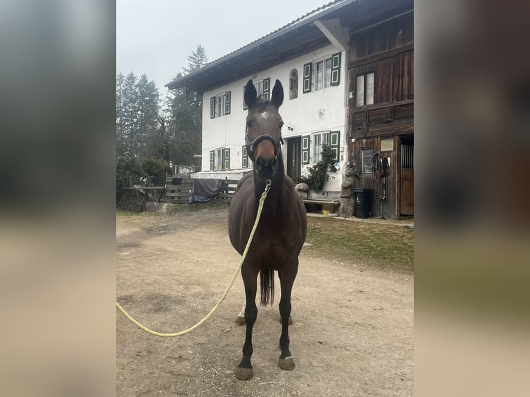 Caballo de deporte alemán Yegua 10 años 169 cm Castaño in Halblech