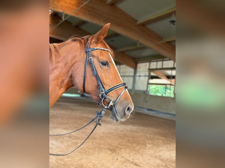 Caballo de deporte alemán Yegua 10 años 170 cm Alazán in Lauchheim