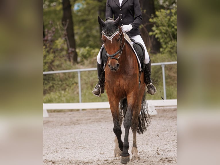 Caballo de deporte alemán Yegua 10 años 170 cm Castaño in Sohland am Rotstein