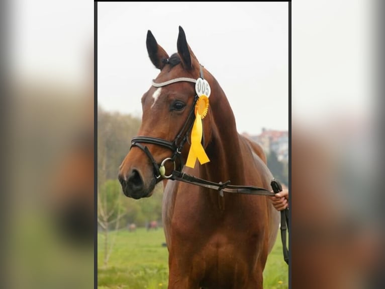 Caballo de deporte alemán Yegua 10 años 170 cm Castaño in Sohland am Rotstein