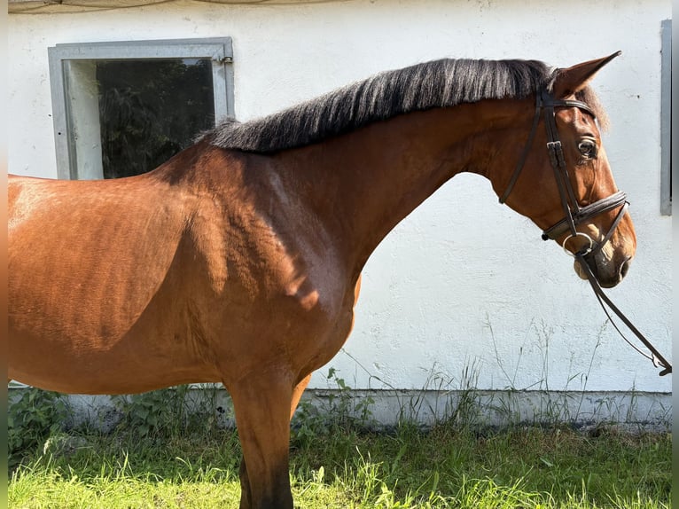 Caballo de deporte alemán Yegua 10 años 170 cm Castaño in Kaufbeuren