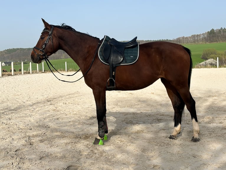 Caballo de deporte alemán Yegua 10 años 170 cm Castaño in Bahretal