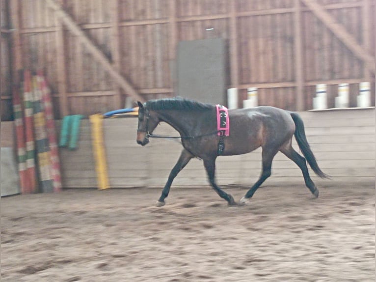 Caballo de deporte alemán Yegua 10 años 170 cm Castaño oscuro in Schildow