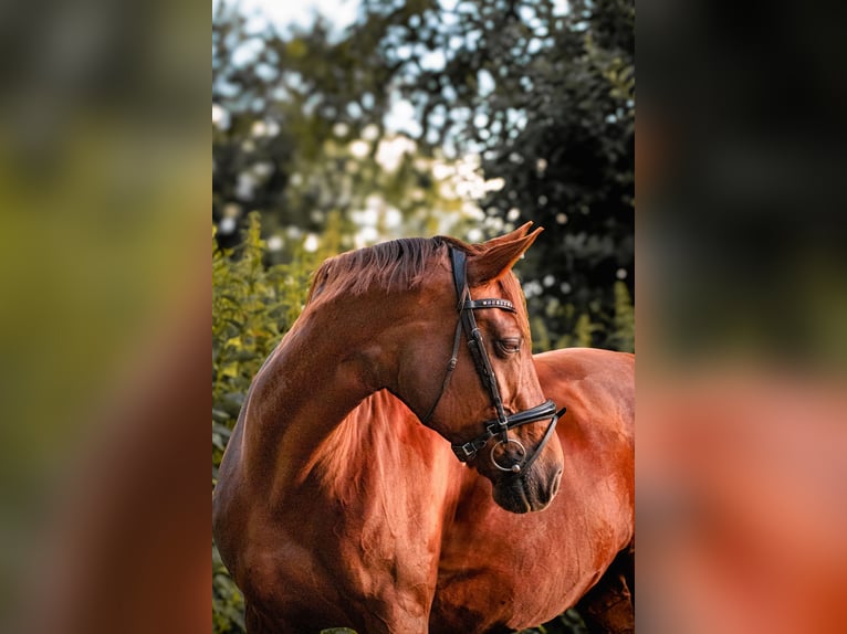 Caballo de deporte alemán Yegua 10 años 172 cm Alazán-tostado in Neritz