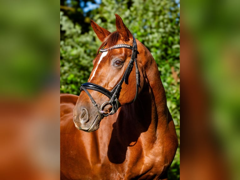 Caballo de deporte alemán Yegua 10 años 172 cm Alazán-tostado in Neritz