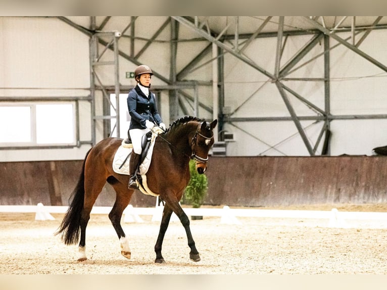 Caballo de deporte alemán Yegua 10 años 172 cm Castaño in Ragow-Merz Merz