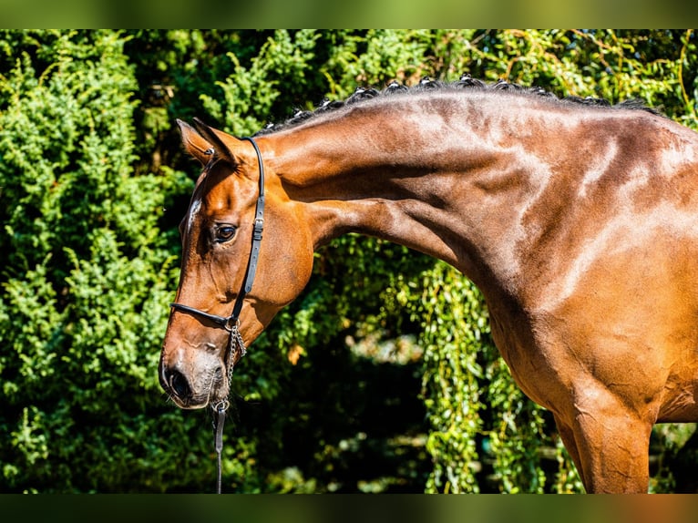 Caballo de deporte alemán Yegua 10 años 172 cm Castaño in Ragow-Merz Merz