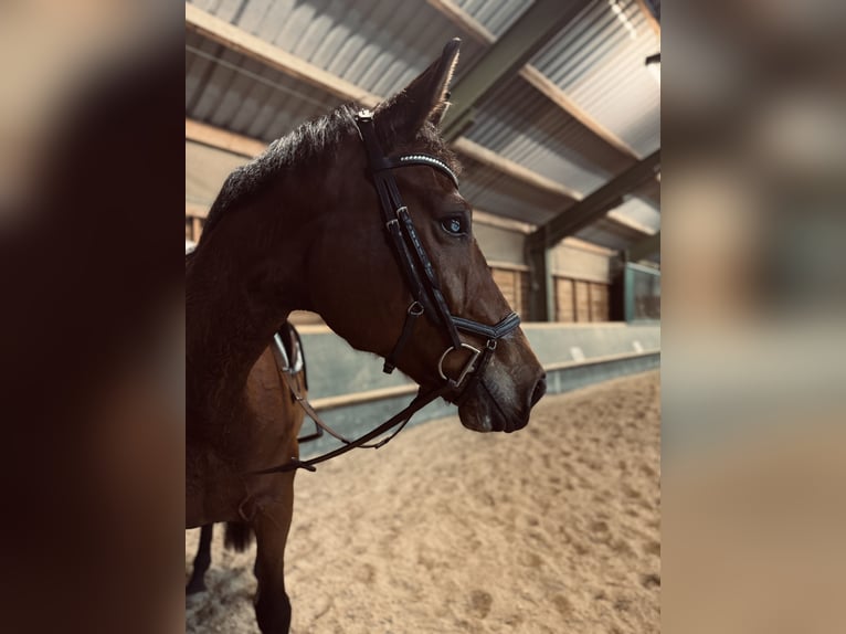 Caballo de deporte alemán Yegua 10 años 172 cm Castaño in Weimar