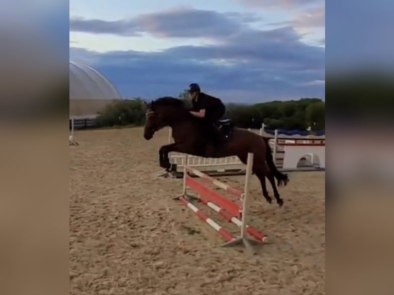 Caballo de deporte alemán Yegua 10 años 172 cm Castaño in Weimar