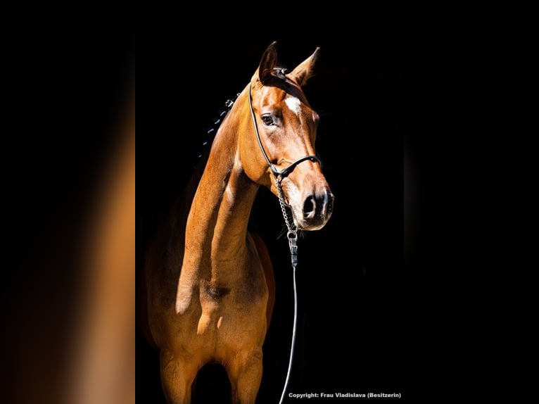 Caballo de deporte alemán Yegua 10 años 172 cm Castaño oscuro in Rietz &#8211; Neuendorf