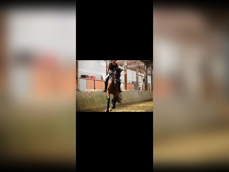 Caballo de deporte alemán Yegua 10 años 174 cm Castaño in Welver