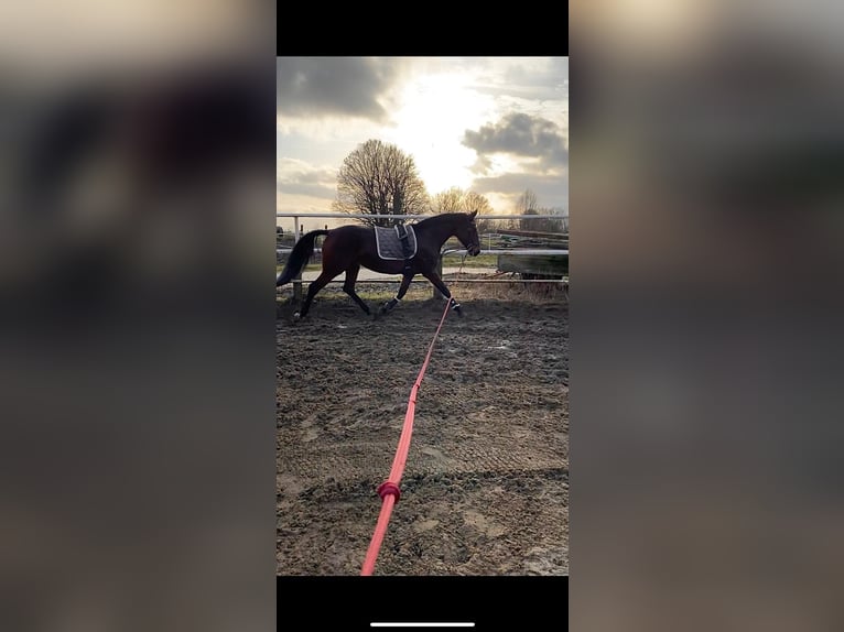 Caballo de deporte alemán Yegua 10 años 174 cm Castaño in Welver