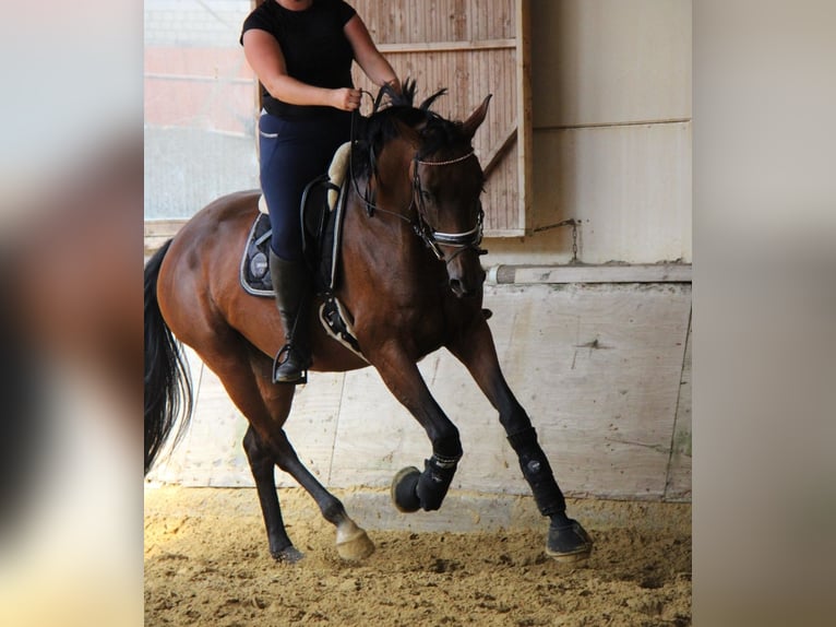 Caballo de deporte alemán Yegua 10 años 174 cm Castaño in Welver