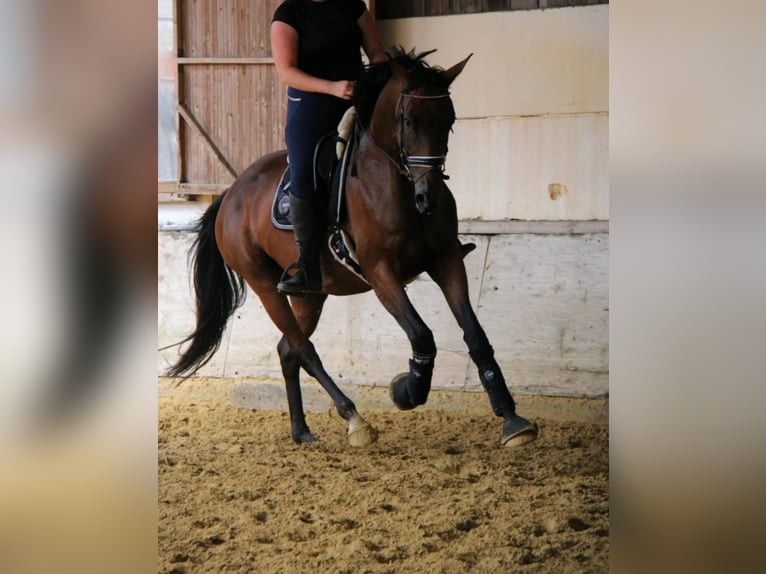 Caballo de deporte alemán Yegua 10 años 174 cm Castaño in Welver