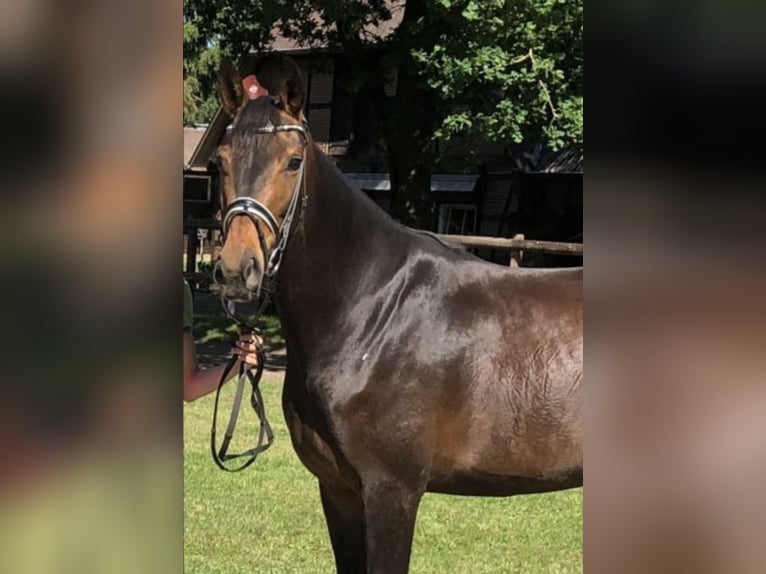 Caballo de deporte alemán Yegua 10 años 174 cm Morcillo in Frauenstein