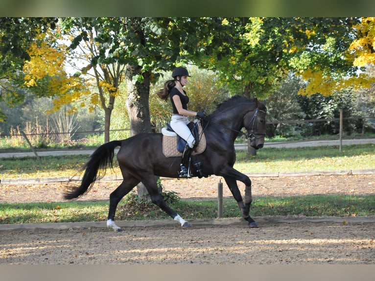 Caballo de deporte alemán Yegua 10 años 175 cm Castaño oscuro in Harsdorf