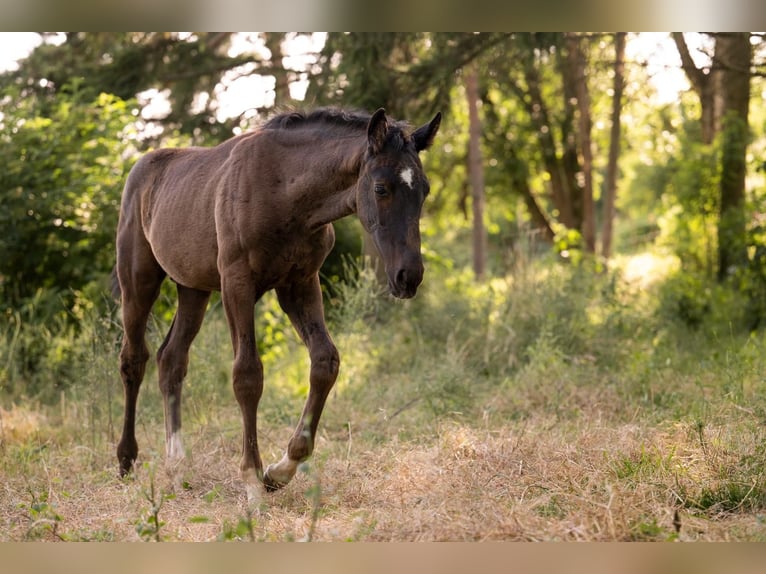 Caballo de deporte alemán Yegua 10 años 175 cm Castaño oscuro in Harsdorf