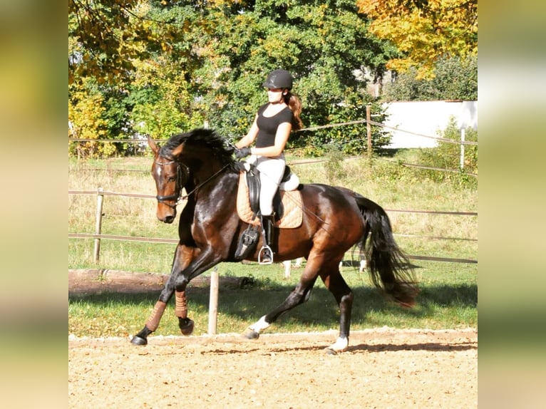 Caballo de deporte alemán Yegua 10 años 175 cm Castaño oscuro in Harsdorf