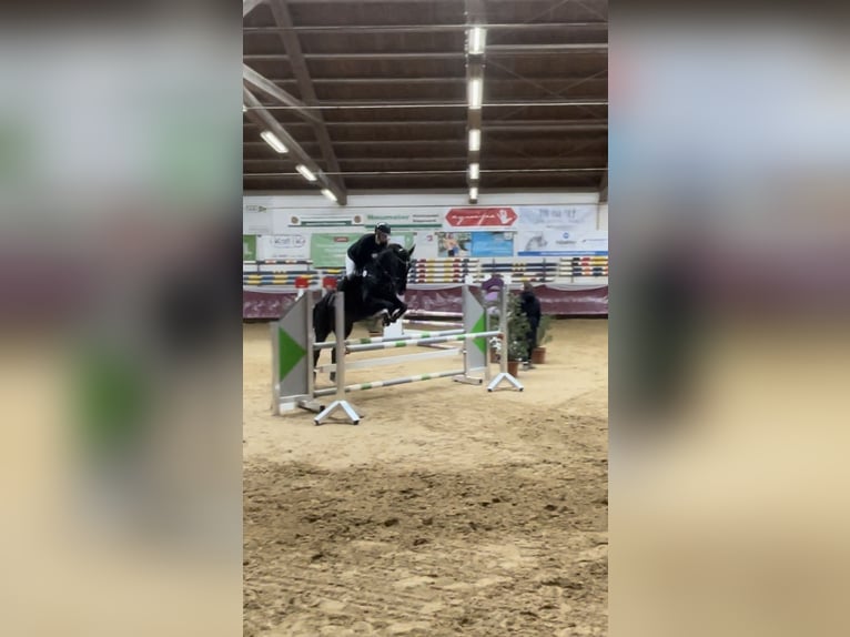 Caballo de deporte alemán Yegua 10 años 177 cm Negro in Seeshaupt