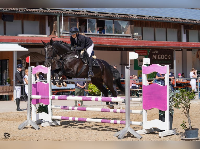 Caballo de deporte alemán Yegua 10 años 177 cm Negro in Seeshaupt