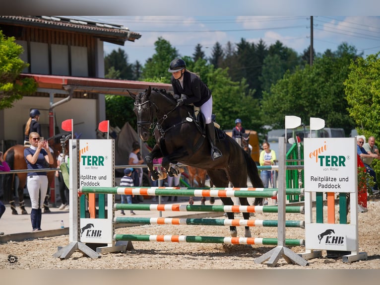 Caballo de deporte alemán Yegua 10 años 177 cm Negro in Seeshaupt