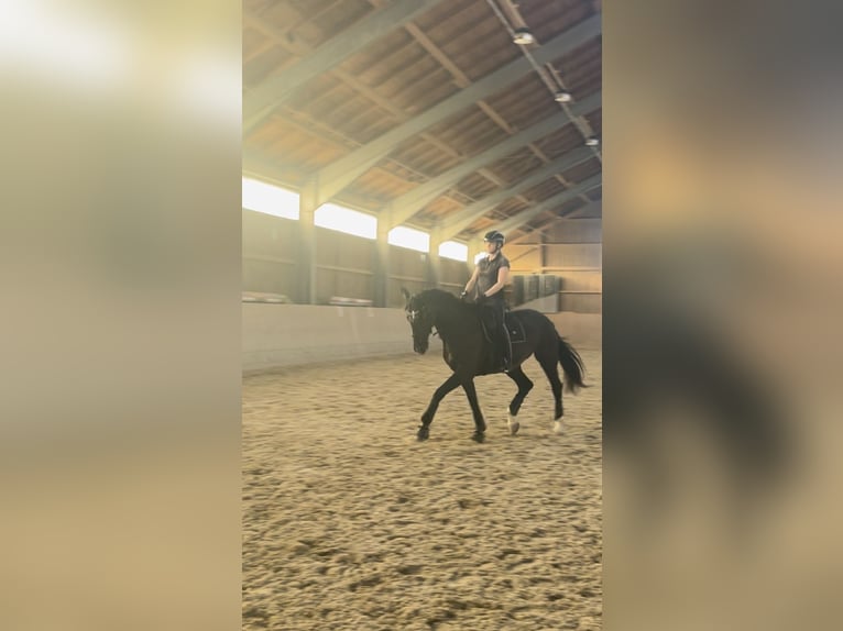 Caballo de deporte alemán Yegua 10 años 177 cm Negro in Seeshaupt