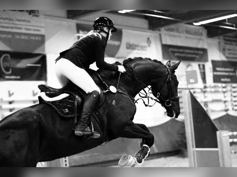 Caballo de deporte alemán Yegua 10 años 177 cm Negro in Seeshaupt
