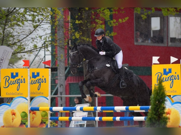 Caballo de deporte alemán Yegua 10 años 177 cm Negro in Seeshaupt
