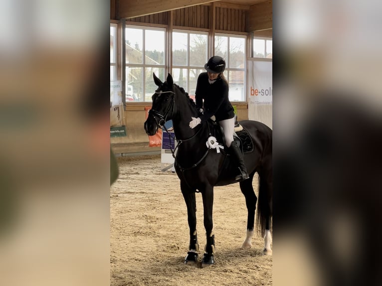 Caballo de deporte alemán Yegua 10 años 177 cm Negro in Seeshaupt