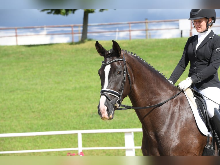 Caballo de deporte alemán Yegua 10 años 177 cm Negro in Bad Wörishofen