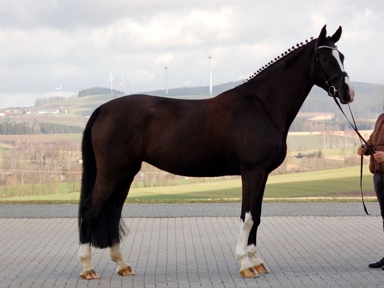 Caballo de deporte alemán Yegua 10 años 177 cm Negro in Bad Wörishofen