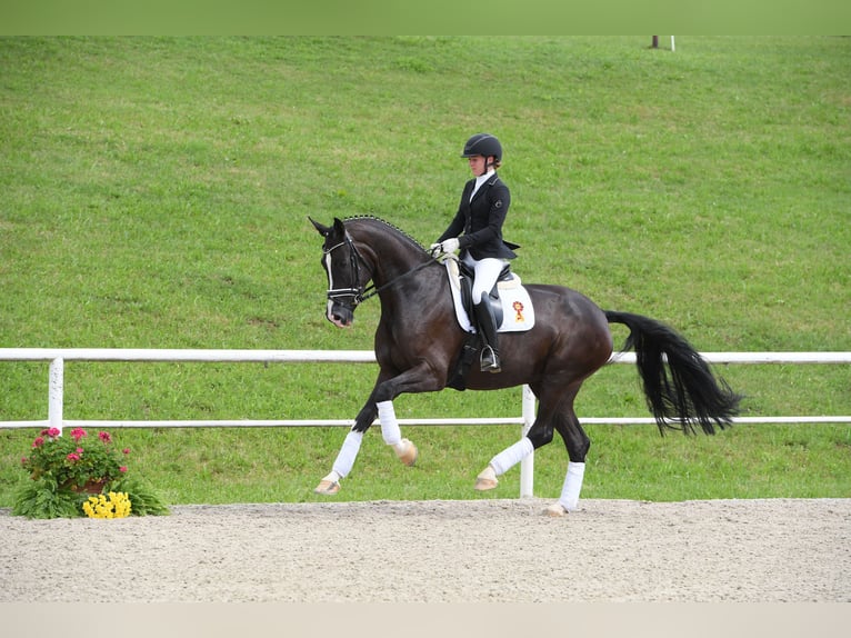 Caballo de deporte alemán Yegua 10 años 177 cm Negro in Bad Wörishofen