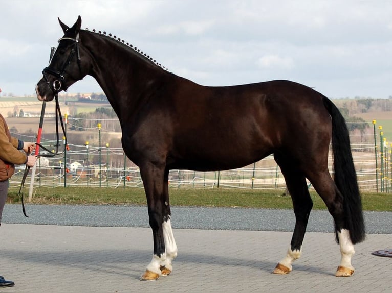 Caballo de deporte alemán Yegua 10 años 177 cm Negro in Bad Wörishofen