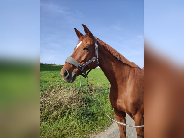 Caballo de deporte alemán Yegua 10 años 178 cm Alazán in Rheinbach