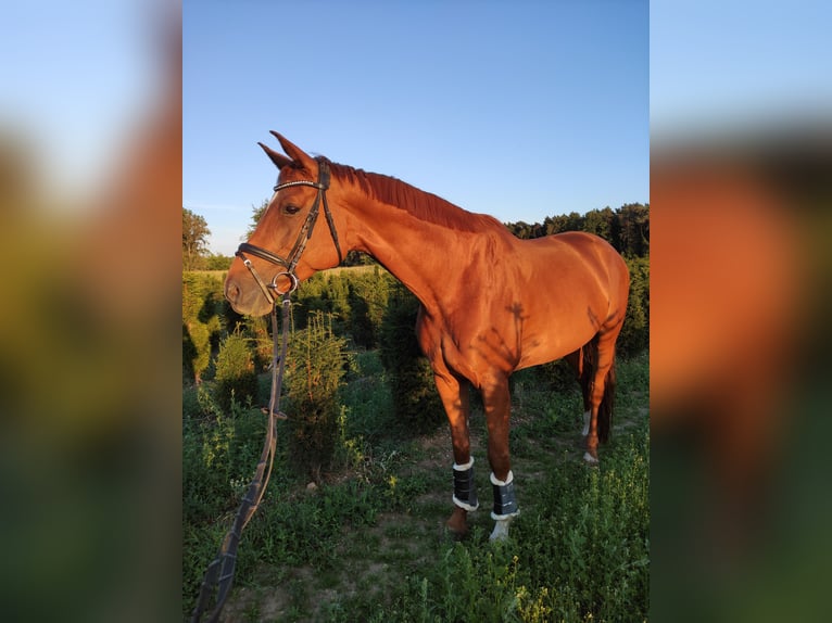 Caballo de deporte alemán Yegua 10 años 178 cm Alazán in Rheinbach