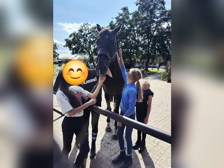 Caballo de deporte alemán Yegua 10 años 183 cm Negro in Schönwalde-Glien