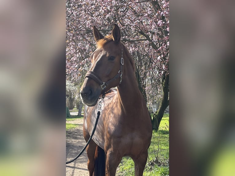 Caballo de deporte alemán Yegua 10 años Alazán-tostado in Gräben