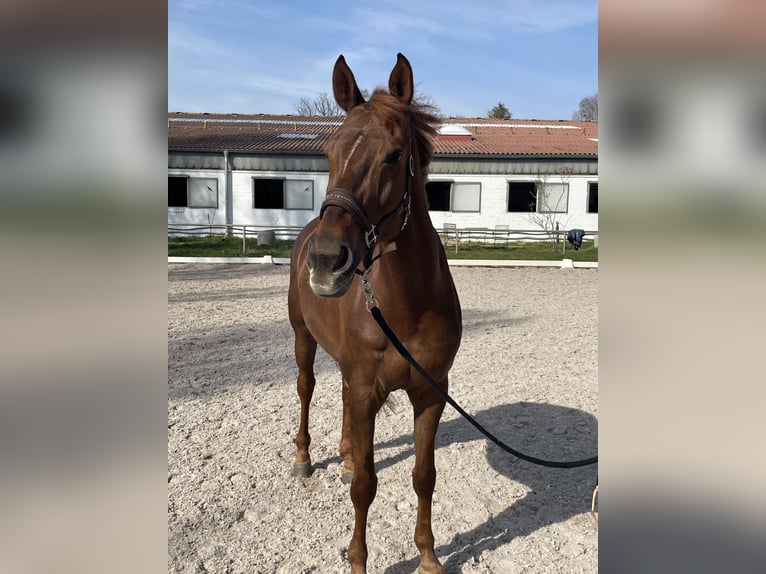 Caballo de deporte alemán Yegua 10 años Alazán-tostado in Gräben