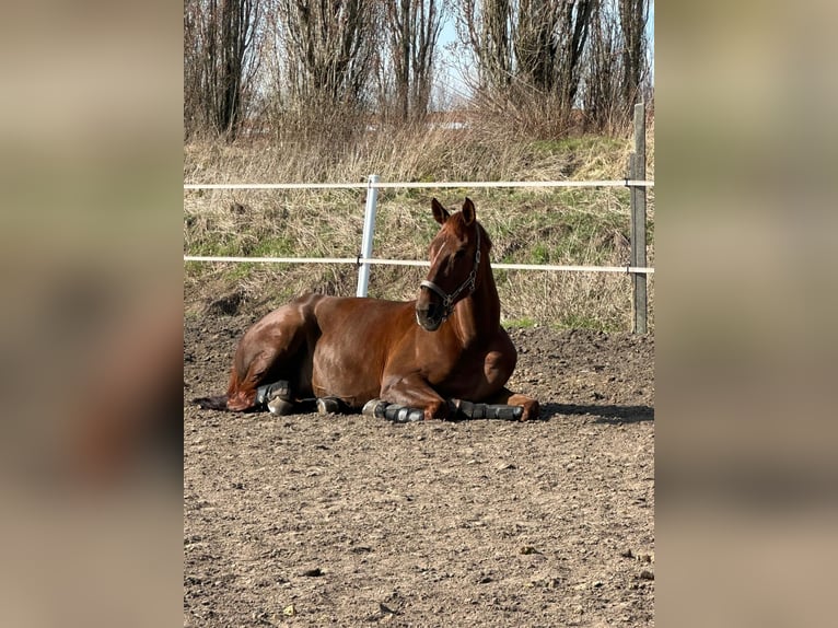 Caballo de deporte alemán Yegua 10 años Alazán-tostado in Gräben