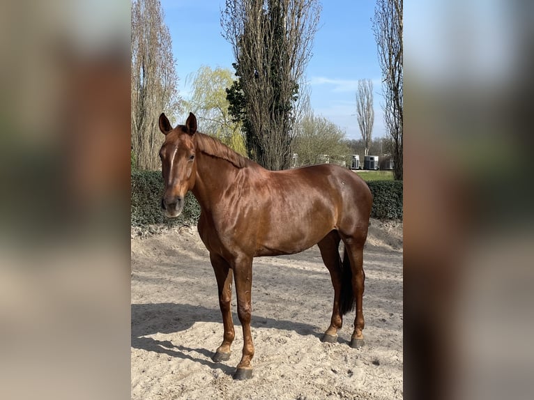 Caballo de deporte alemán Yegua 10 años Alazán-tostado in Gräben