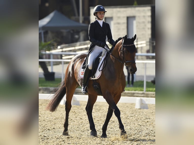 Caballo de deporte alemán Yegua 10 años Castaño in Oberwaltersdorf