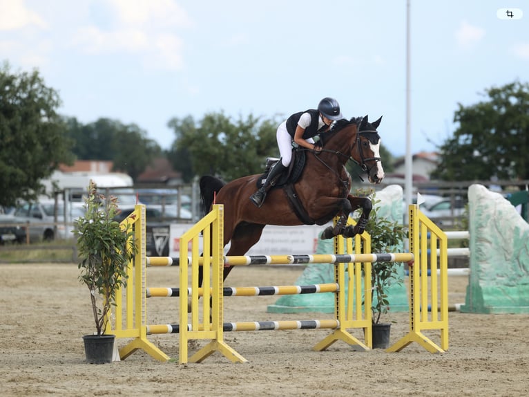 Caballo de deporte alemán Yegua 10 años Castaño in Kolbermoor
