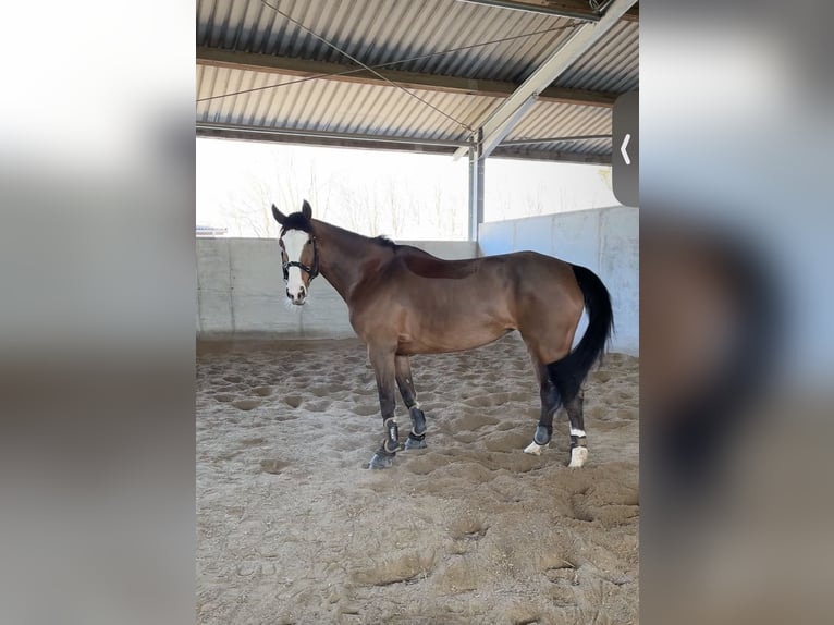 Caballo de deporte alemán Yegua 10 años Castaño in Kolbermoor