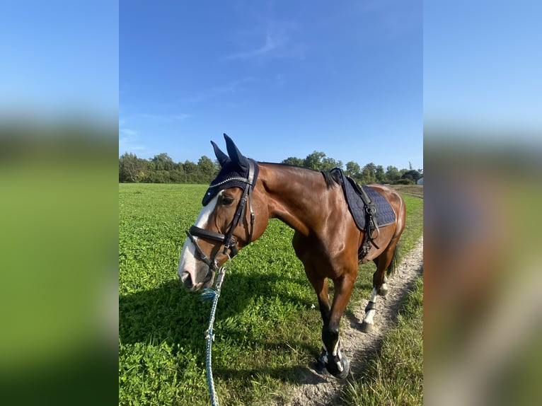 Caballo de deporte alemán Yegua 10 años Castaño in Kolbermoor