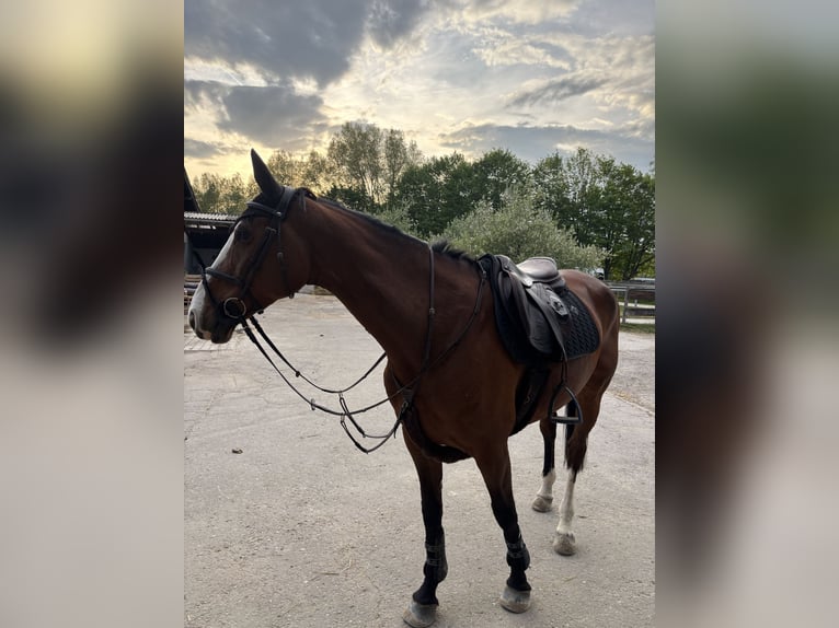 Caballo de deporte alemán Yegua 10 años Castaño in Kolbermoor