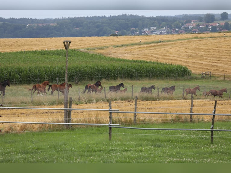 Caballo de deporte alemán Yegua 10 años Negro in Postmünster