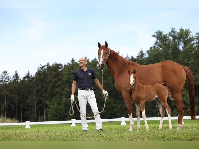 Caballo de deporte alemán Yegua 10 años Negro in Postmünster