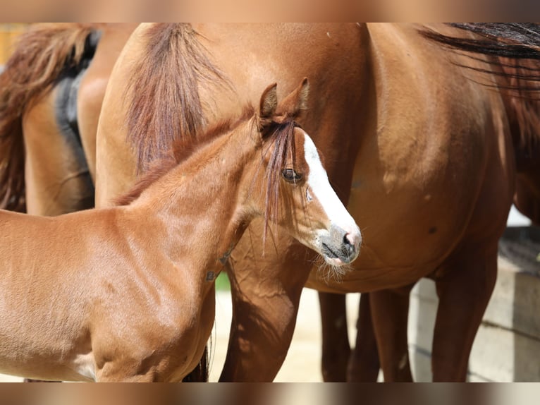 Caballo de deporte alemán Yegua 10 años Negro in Postmünster