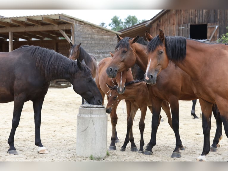 Caballo de deporte alemán Yegua 10 años Negro in Postmünster